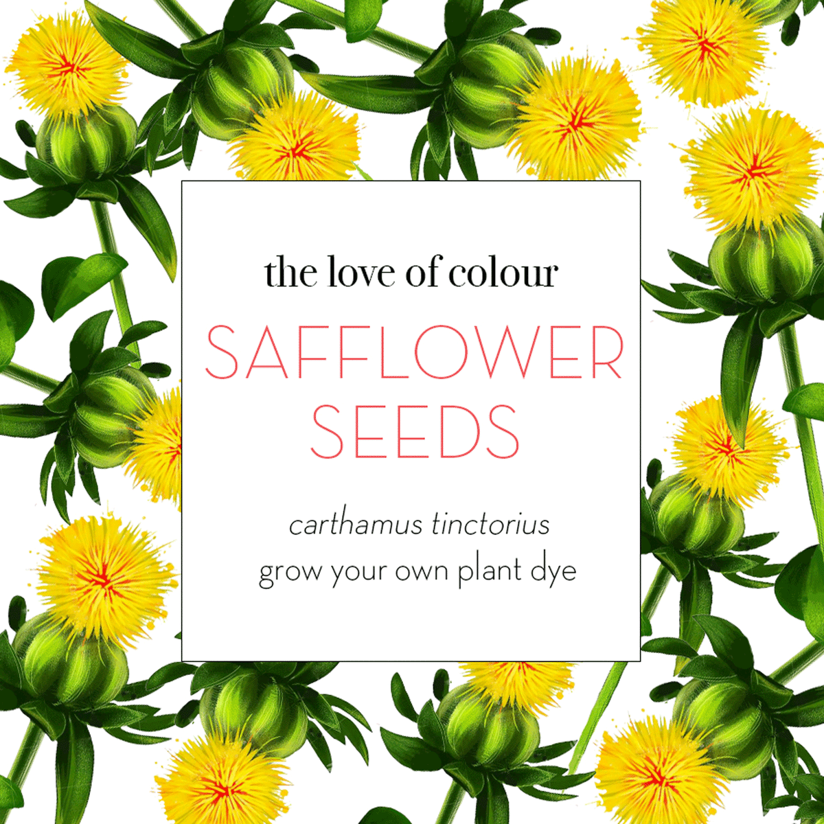 plant safflower seeds Safflower seeds