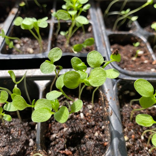 Getting your Japanese Indigo Seeds Started