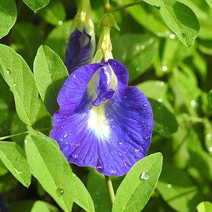 Butterfly Pea Seeds - clitoria ternetea