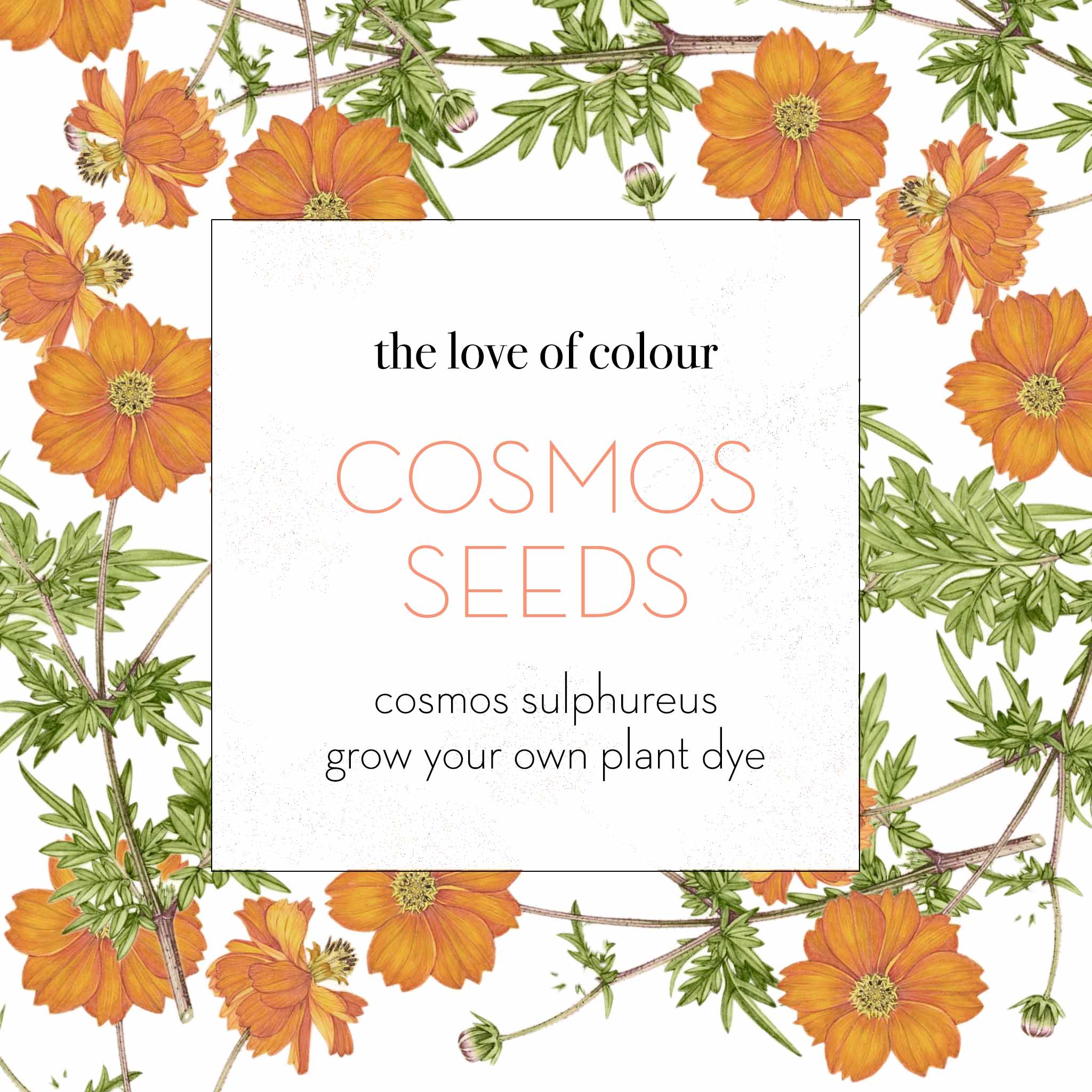 seeds for dye plants Grow your own dye garden