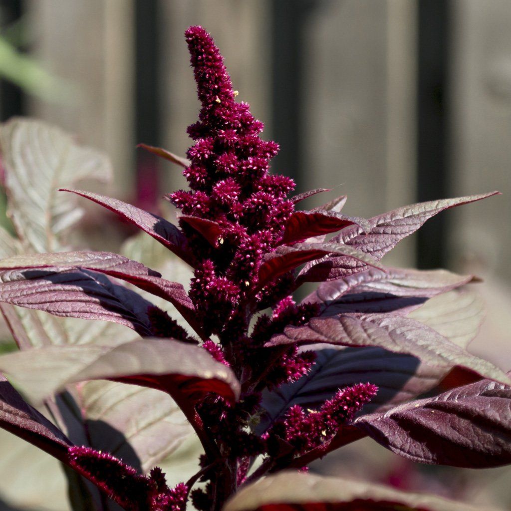 Red Hopi Amaranth Seeds - amaranthus cruentus