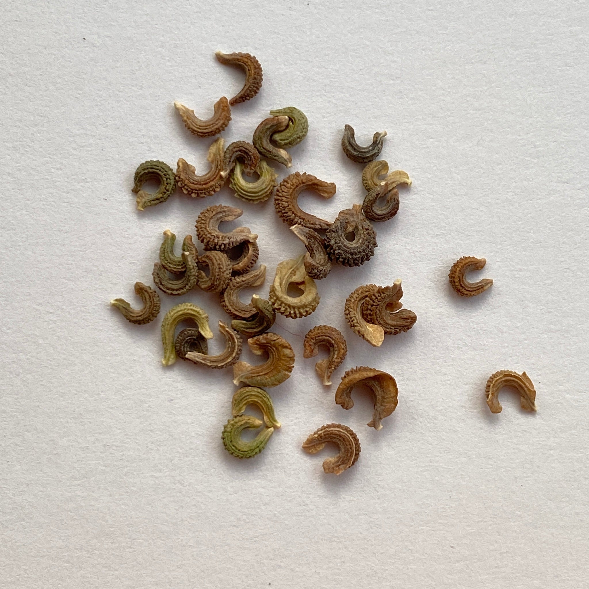 calendula plant seeds Calendula seeds