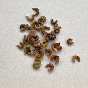 Calendula seeds - calendula officinalis