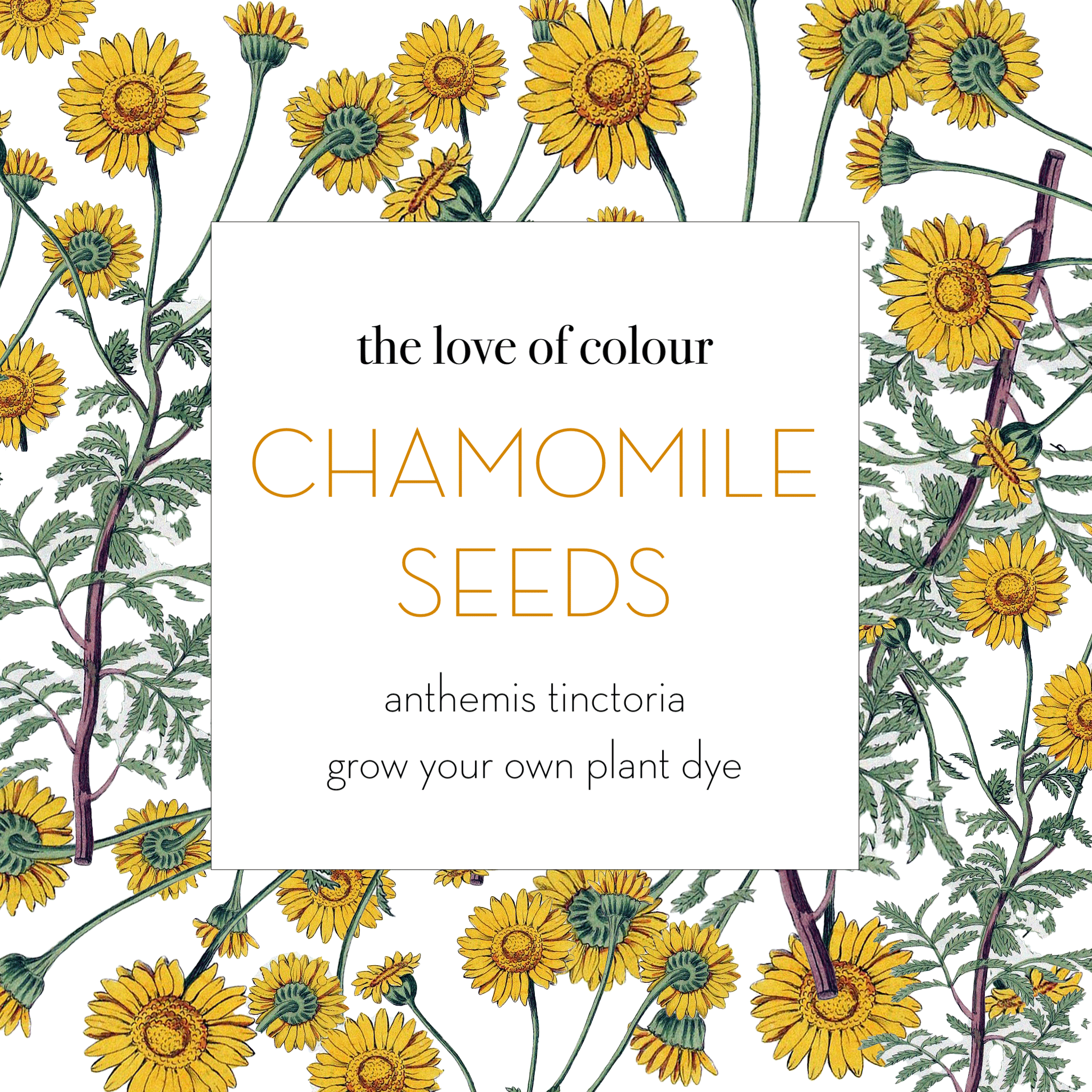 dye plant seeds for sale Grow your own dye garden