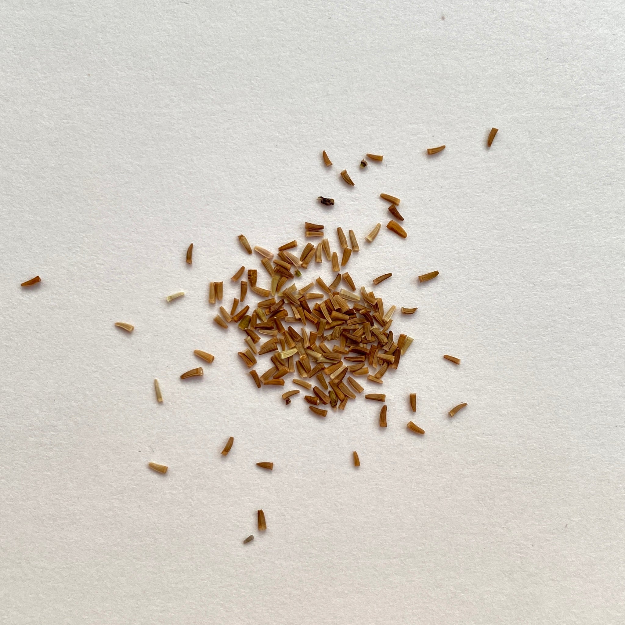 Dyer's Chamomile Seeds - anthemis tinctoria