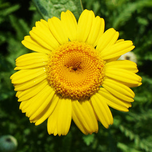 Dyer's Chamomile Seeds - anthemis tinctoria