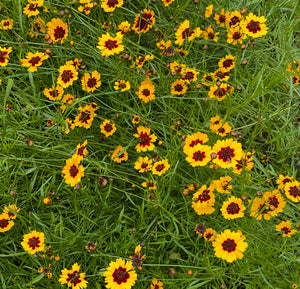 Coreopsis Seeds - coreopsis tinctoria