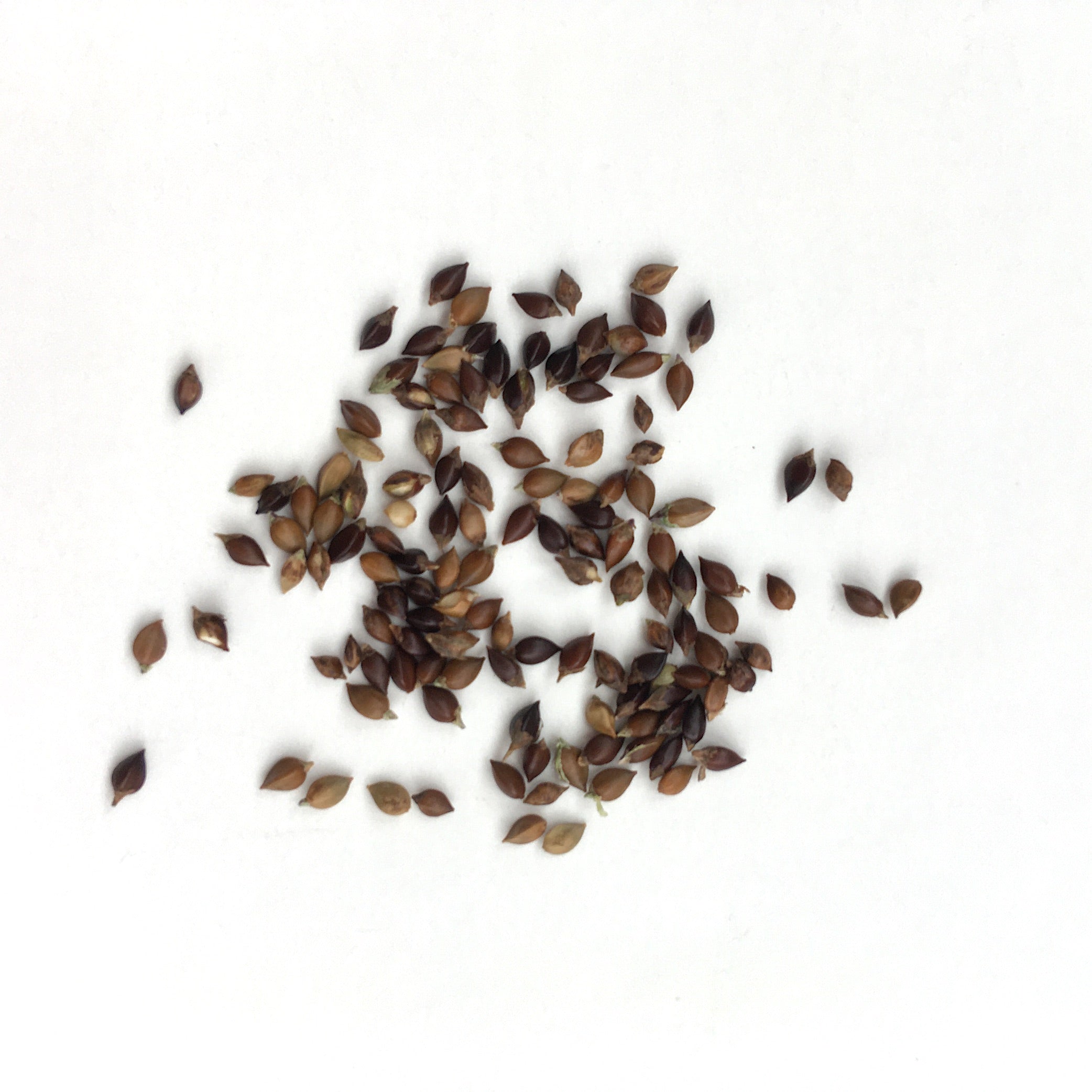 indigo plant seeds for sale Indigo Seeds