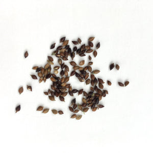 Indigo Seeds - persicaria tinctoria
