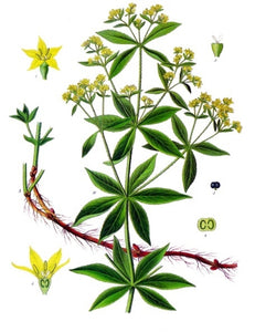 Madder Seeds - rubia tinctoria