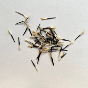 Marigold seeds - tagetes patula