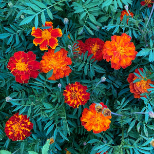 Marigold seeds - tagetes patula