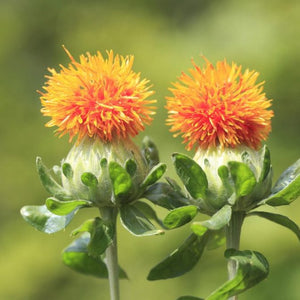 Safflower seeds - carthamus tinctoria