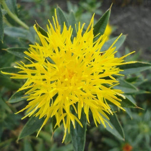 Safflower seeds - carthamus tinctoria