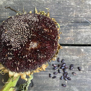 Black Hopi Sunflower Seeds - helianthus annus