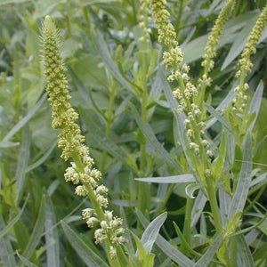 Weld Seeds - Reseda luteola